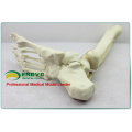 WHOLESALE SIMULATION BONE 12317 Medical Anatomy Artificial Tibia with Foot Bone , Orthopaedics Practice Simulation Bone